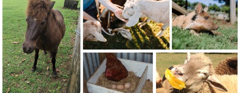 farm-stay-animals-sunshine-coast